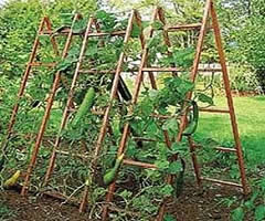 Cucumber Trellis Pictures